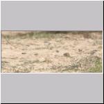 Andrena vaga - Weiden-Sandbiene 23.jpg